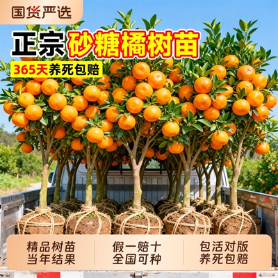 【全网热销10万】沙糖桔正宗树苗