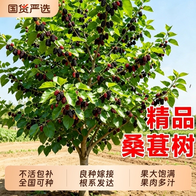 桑葚树苗大果白长果盆栽正品