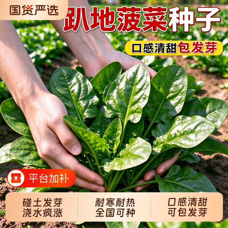 趴地菠菜种子大叶小叶四季秋播越冬耐寒高产红根菠菜种籽蔬菜种子