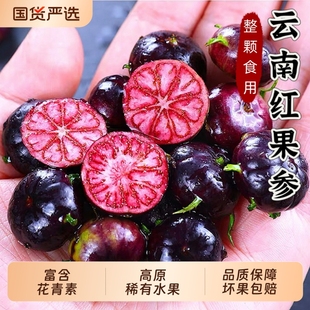 包邮 云南红果参新鲜水果稀有当季 蜘蛛果算盘果采摘整颗可吃整箱