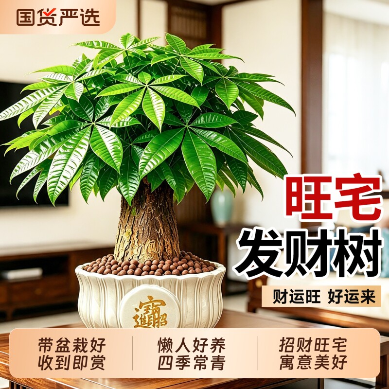 单杆发财树桌面迷你好养绿植图片