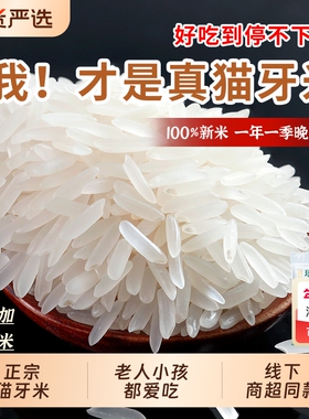 瑶山正宗猫牙米长粒香大米优质当季新米农家丝苗米煲仔饭真空晚稻