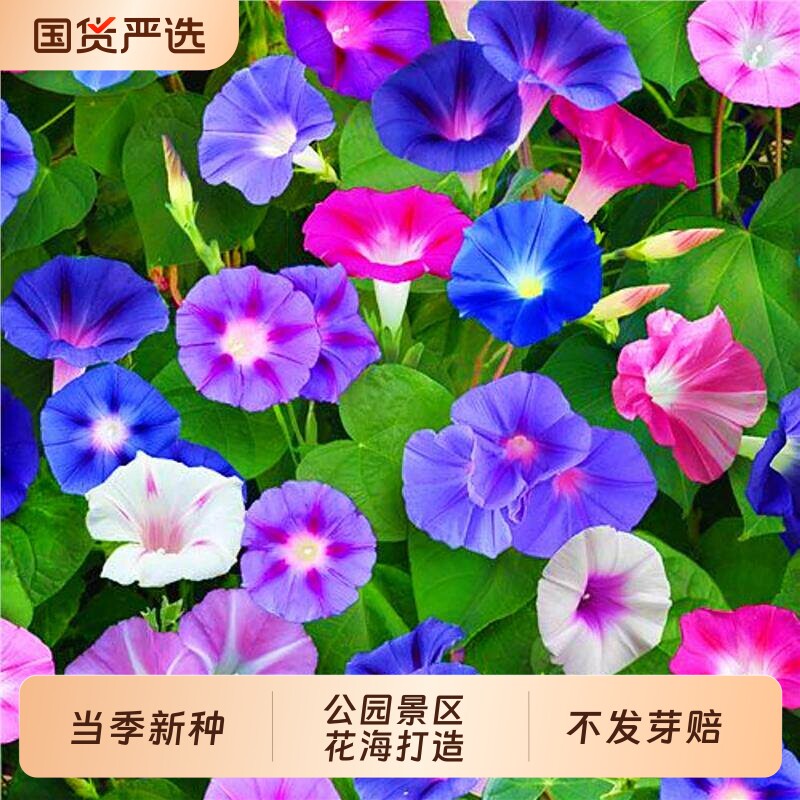 牵牛花种子四季播种开花爬藤植物盆栽庭院喇叭花种籽重瓣百日茑萝
