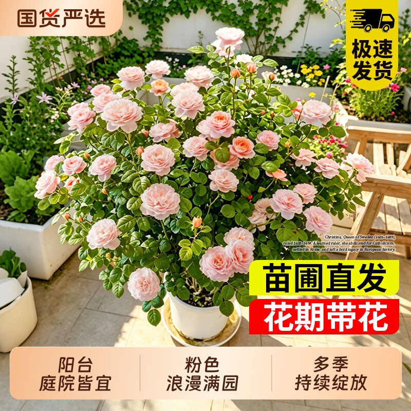 欧月灌木月季瑞典女王花色柔美四季室内观花植物花卉盆栽阳台开花