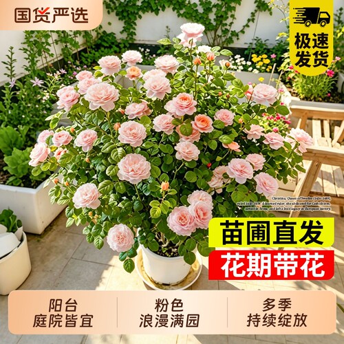 欧月灌木季瑞典女王花色柔