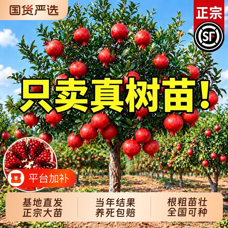 石榴树树苗突尼斯无籽蒙阳庭院果树盆栽老桩特大带土南方北方耐寒
