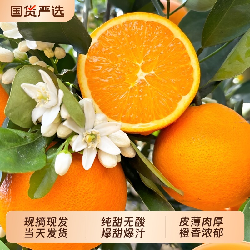 正宗湖北秭归伦晚脐橙橙子旗官方旗舰店新鲜水果甜现摘手剥春橙