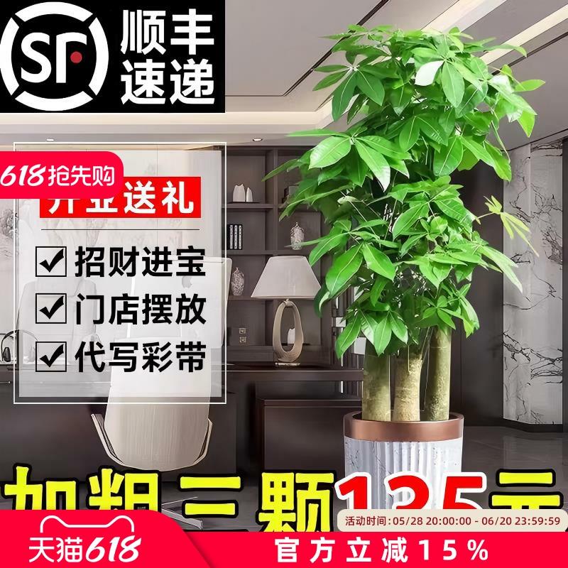 步步高发财树客厅大盆栽开业送礼室内植物绿植落地大号树木招财树
