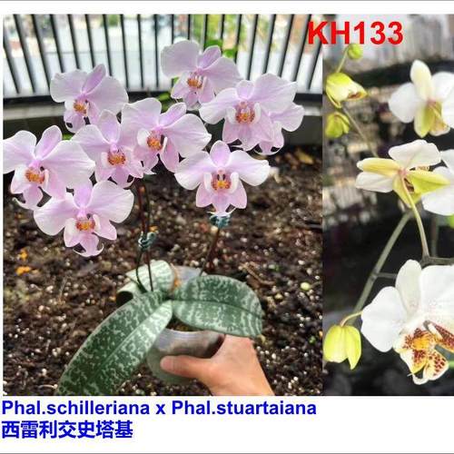 H133 西交史塔基 原生趣味蝴蝶兰室内好养基地直发