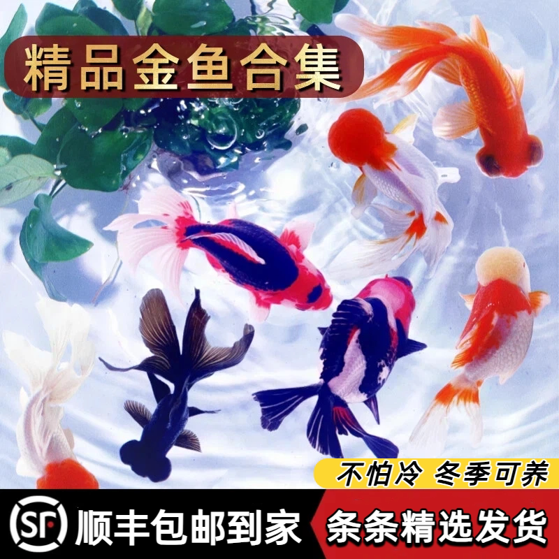 金鱼活鱼观赏鱼鸿运当头活体冷水小金鱼苗好养耐活不加温丹顶龙睛