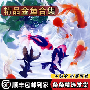 金鱼活鱼观赏鱼鸿运当头活体冷水小金鱼苗好养耐活不加温丹顶龙睛