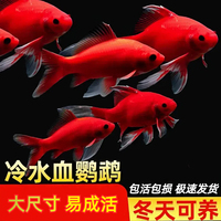 冷水鹦鹉鱼招财鱼血鹦鹉红金鱼冷水观赏鱼活体鱼苗好养耐活发财鱼