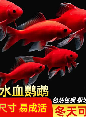 冷水鹦鹉鱼招财鱼血鹦鹉红金鱼冷水观赏鱼活体鱼苗好养耐活发财鱼