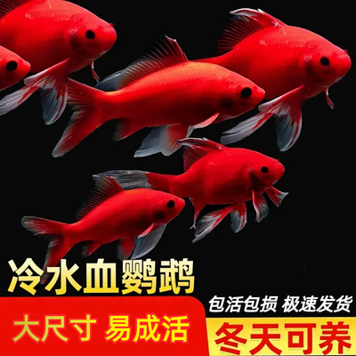 冷水鹦鹉鱼招财鱼血鹦鹉红金鱼冷水观赏鱼活体鱼苗好养耐活发财鱼