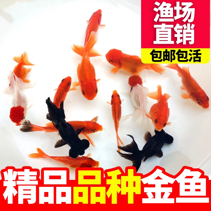 精品大尺寸金鱼新手好养观赏鱼
