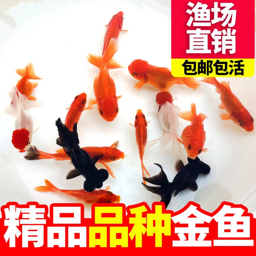 精品大尺寸金鱼新手好养观赏鱼