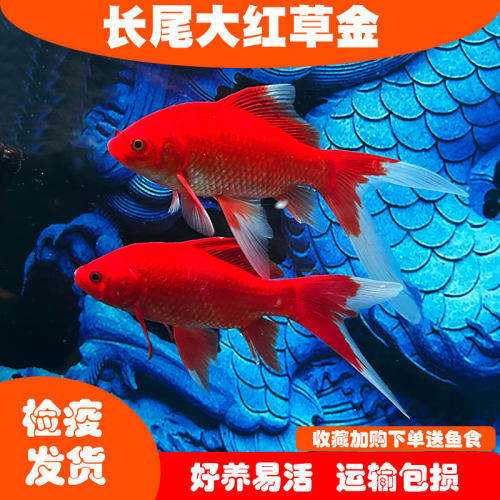 新手鱼渔场直销检疫发货包活包损