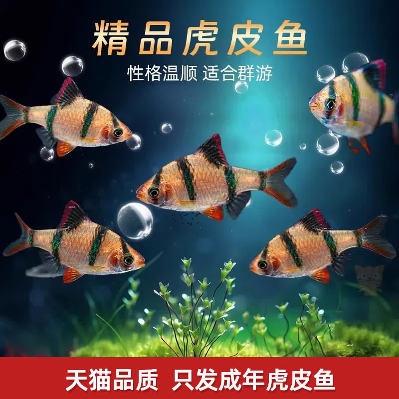 精品虎皮鱼热带观赏鱼新手好养