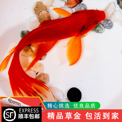 草金鱼活鱼观赏鱼锦鲤鱼苗长尾大红草金好养耐活自来水可养冷水鱼