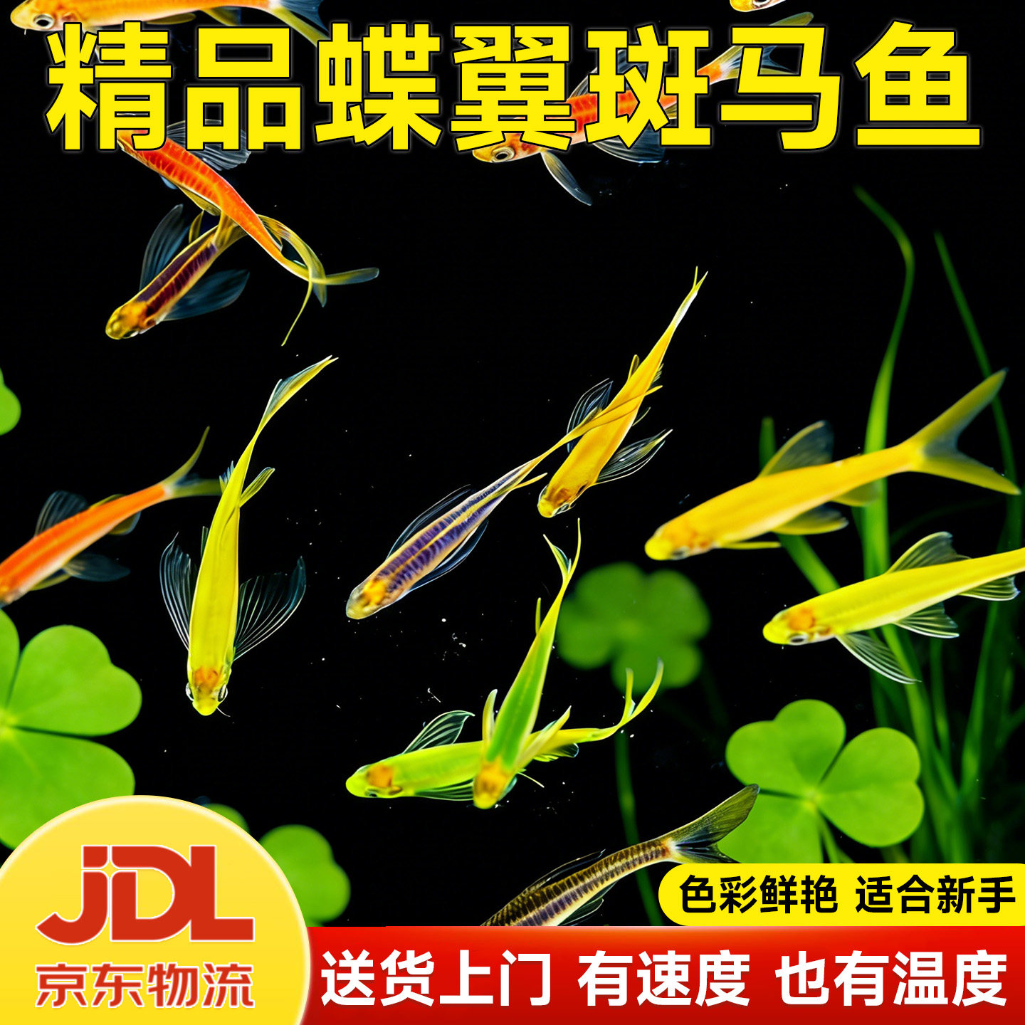 蝶翼斑马鱼长尾长鳍大帆观赏鱼龙凤小型好养淡水鱼翡翠绿红绿灯科
