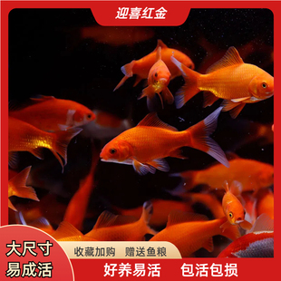 纯种凤尾草金鱼活鱼锦鲫观赏鱼新手好养耐活锦鲤成年大红草金鱼苗
