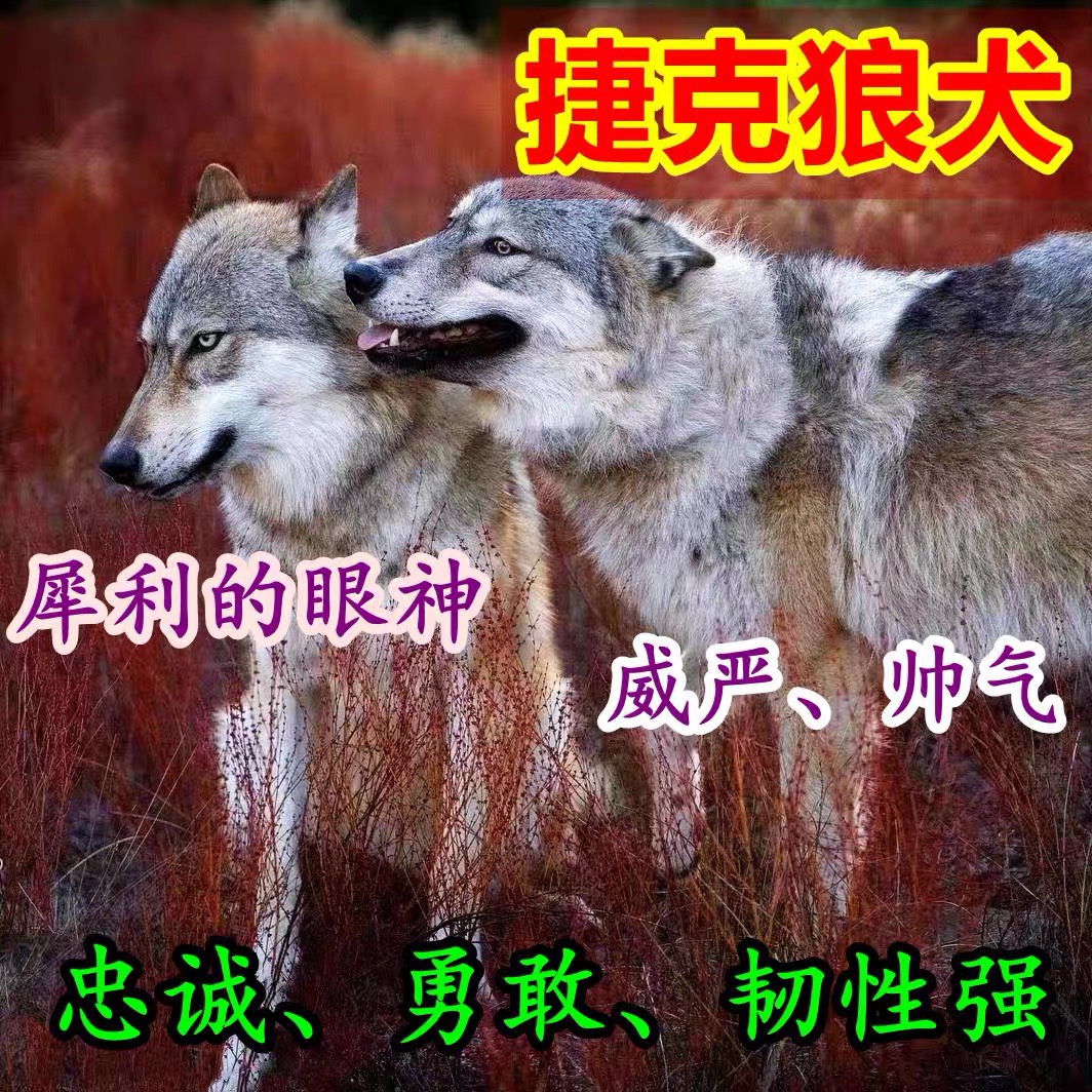 捷克狼犬狼王幼犬狼崽子大型犬威猛犬猎兔犬狗狗狩猎犬活体混血犬