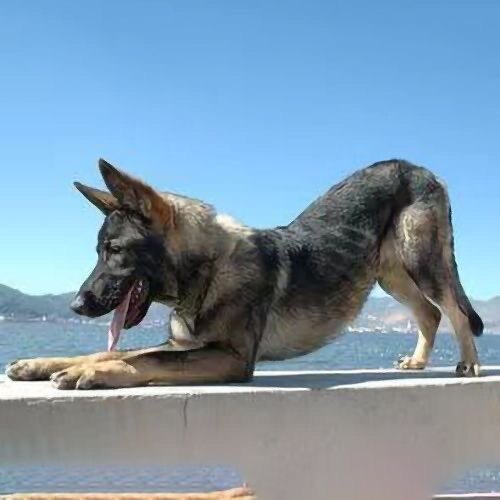 大型精品狼青幼犬狗狗活物家养看家护卫犬狼青中华狼青小狗活幼宠