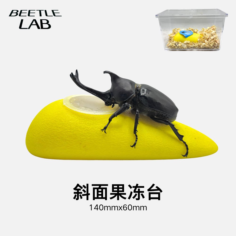 虫物Lab砂面果冻台宽口窄口定制图片