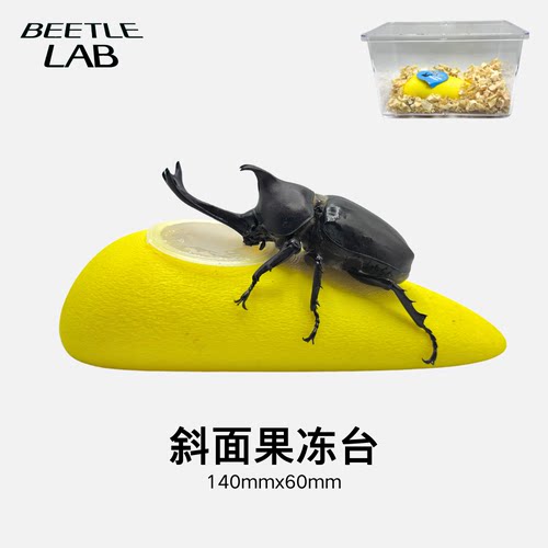 虫物Lab砂面果冻台宽口窄口定制