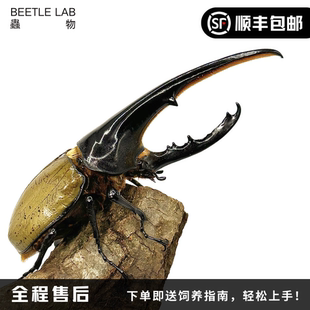 大兜虫宠物甲虫昆虫成虫幼虫活体独角仙虫物 长戟大兜虫DHH