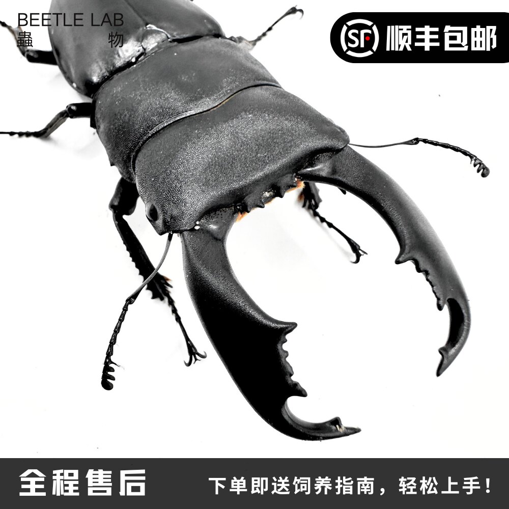 锹甲苏拉威西巨扁宠物甲虫虫物