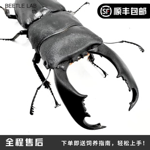 【苏拉威西巨扁锹】锹甲宠物甲虫昆虫成虫幼虫活体独角仙