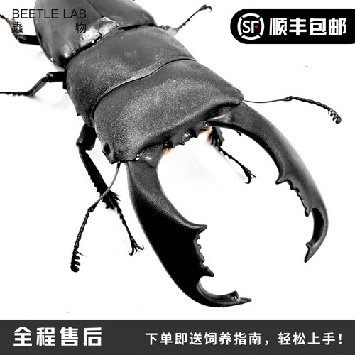 锹甲苏拉威西巨扁宠物甲虫虫物