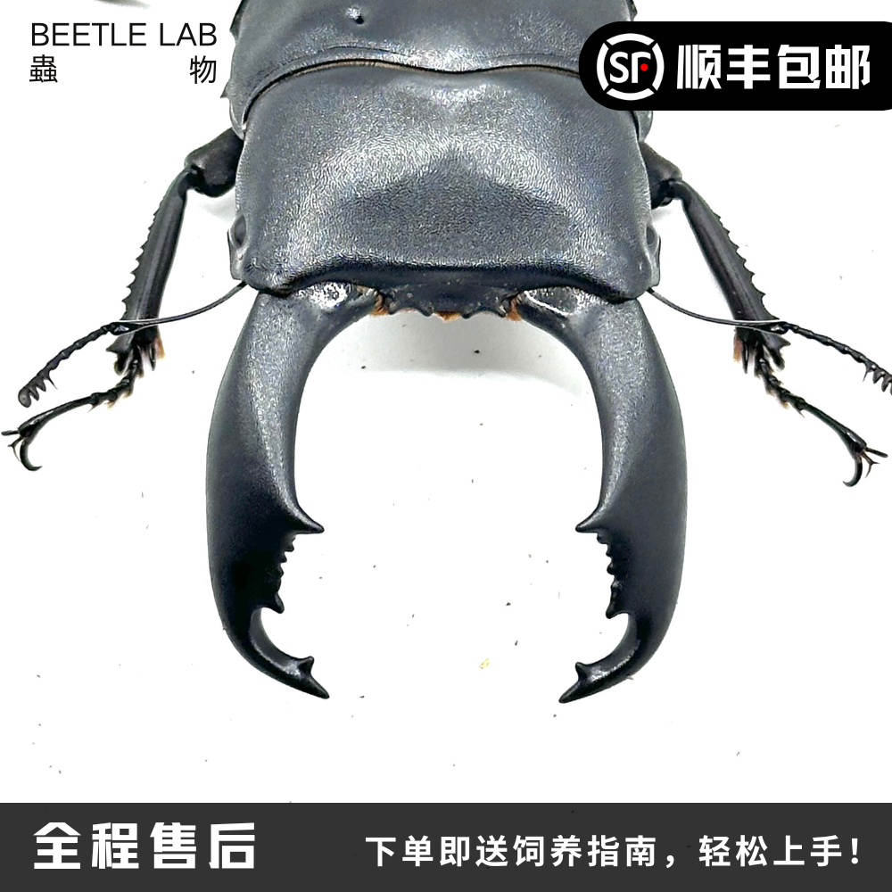 锹甲苏拉威西巨扁宠物甲虫虫物