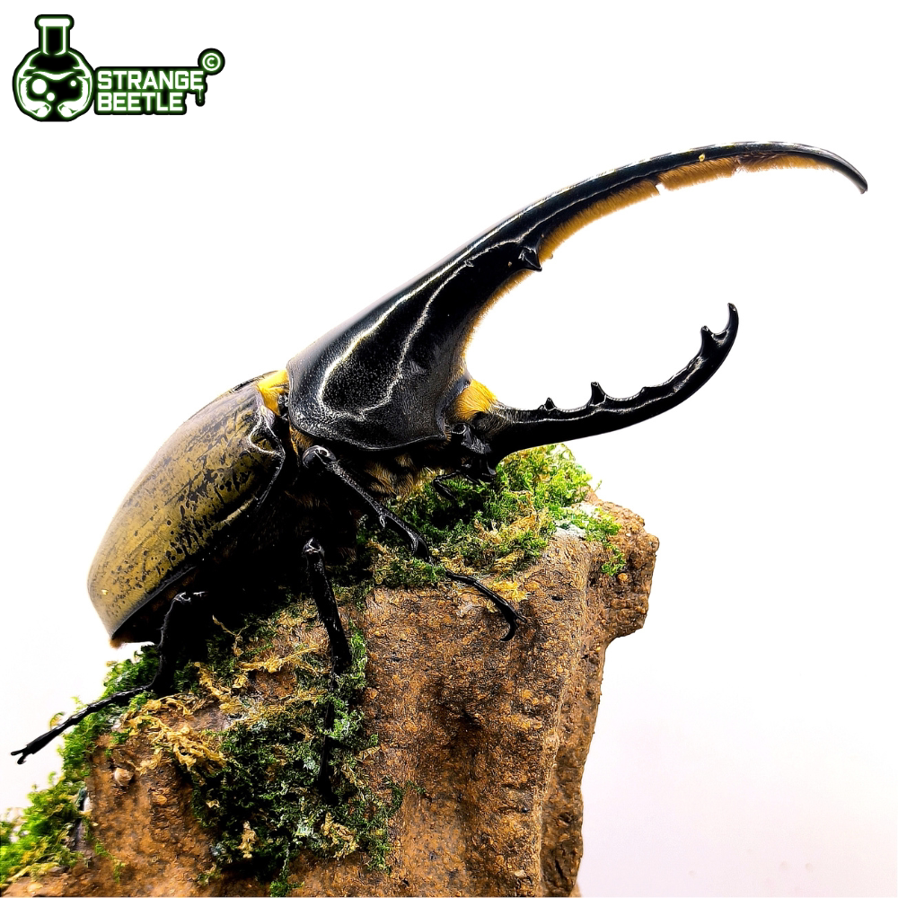 【长戟大兜虫dhh】成虫幼虫宠物甲虫活体长戟独角仙异蟲实验室