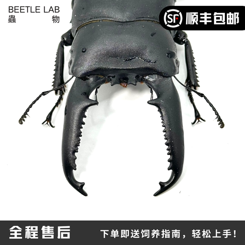 巴拉望巨扁锹甲宠物甲虫巨扁虫物