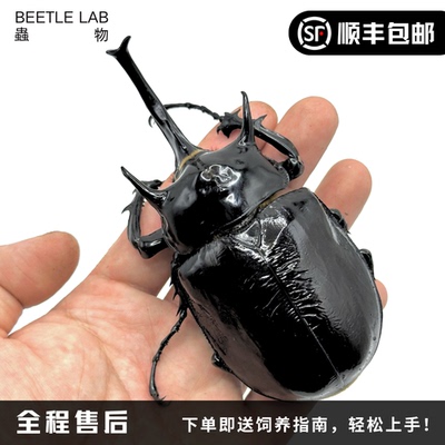 【战神大兜虫】毛象大兜虫宠物甲虫昆虫成虫幼虫大型活体独角仙