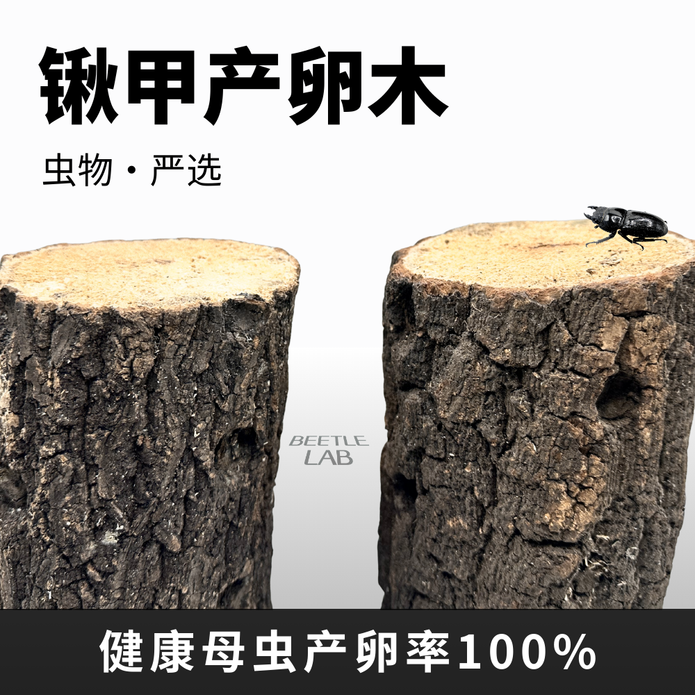 【甲虫产木】甲虫产卵木锹甲巨扁产房繁殖木产房彩虹扁锹大锹叉角,宠物/宠物食品及用品,爬宠清洁及日用品,淘宝优惠券,粉丝福利购,淘宝优惠卷