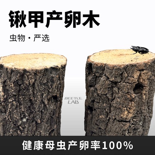 甲虫产卵繁殖木锹甲巨扁产房