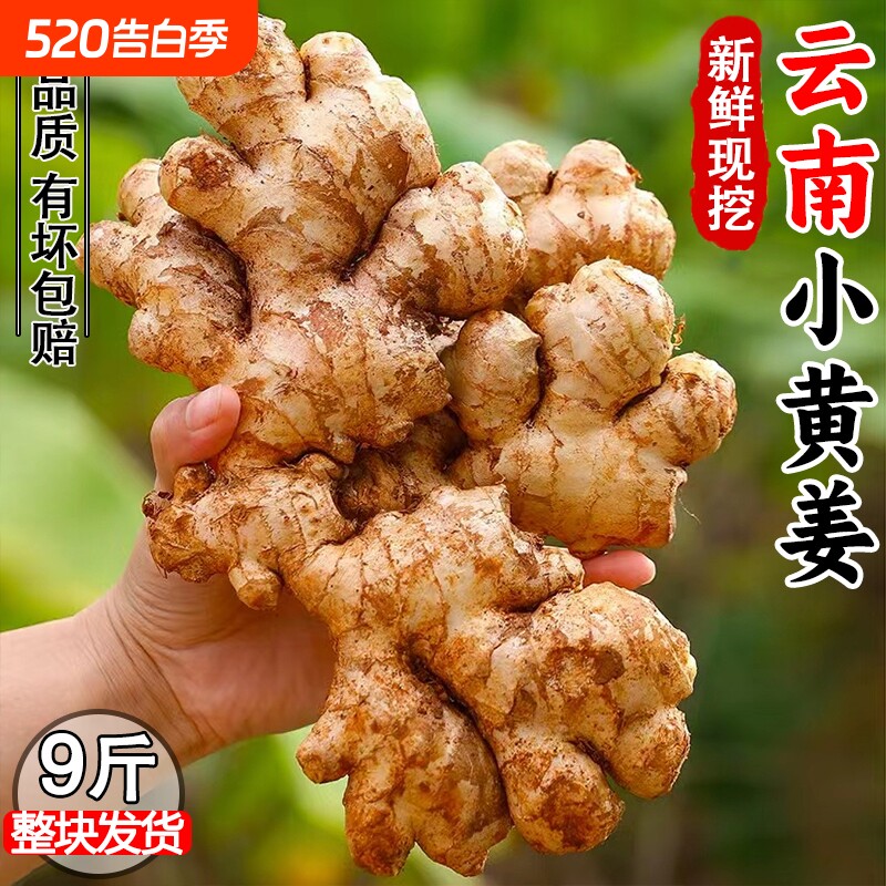生姜老姜云南小黄姜3斤5斤9斤新鲜老姜现挖高山沙姜土姜种子蔬菜