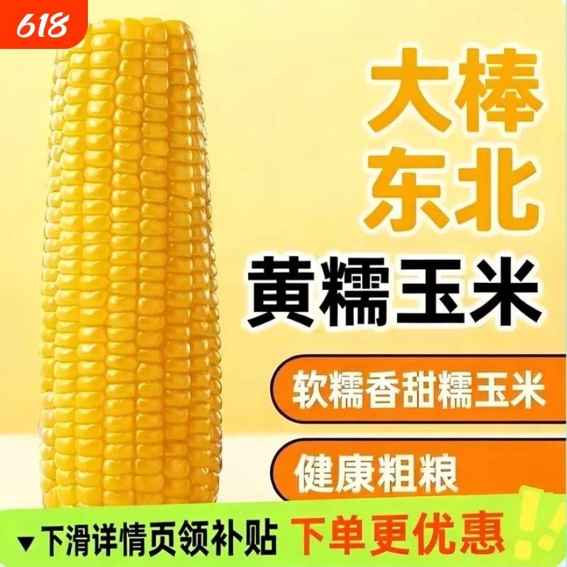 2025年东北黄甜糯玉米棒10支真空包装黄糯大棒玉米甜东北黏苞米
