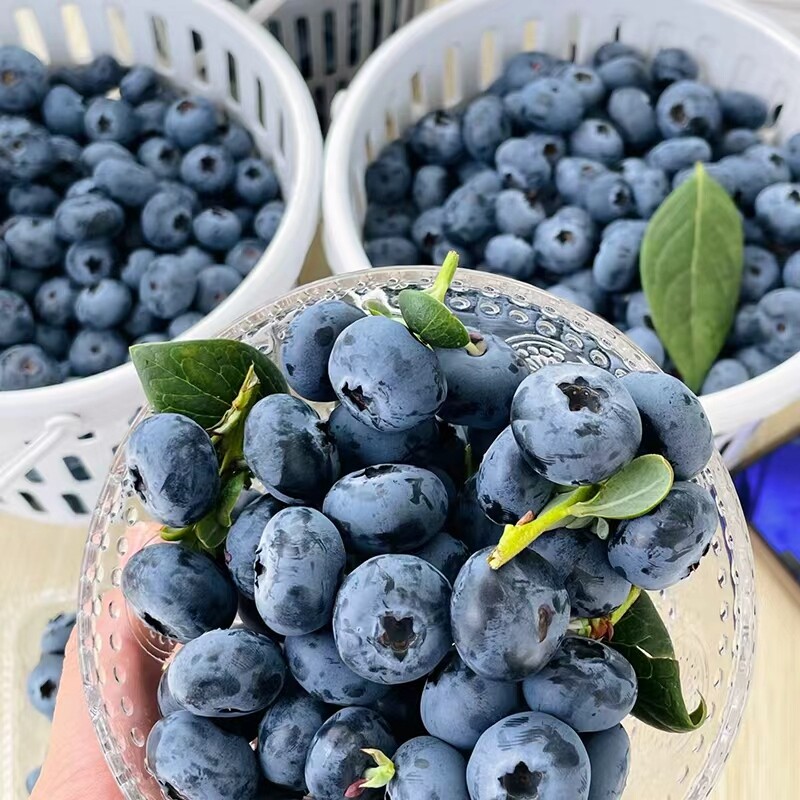 进口蓝莓宝宝辅食现摘新鲜蓝莓大果营养水果