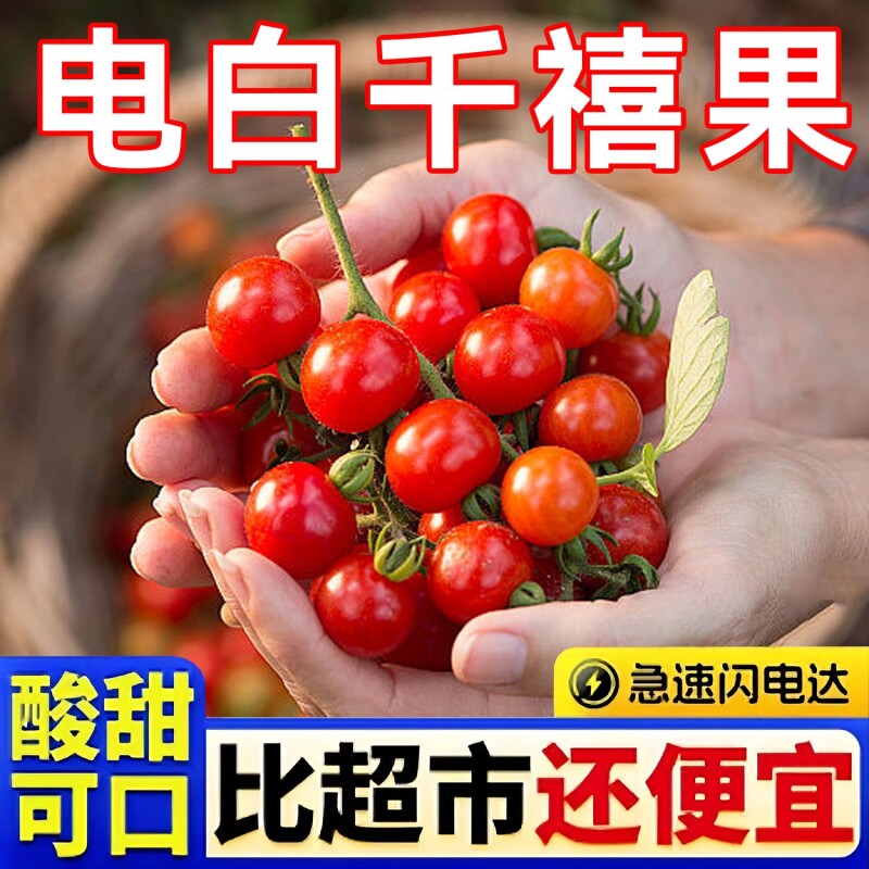 正宗茂名电白冰糖千禧圣女果维生素小番茄当季水果新鲜西红柿
