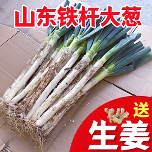 新鲜铁杆大葱新鲜正宗山东甜脆大葱带老皮叶毛葱特产蔬菜5斤送姜