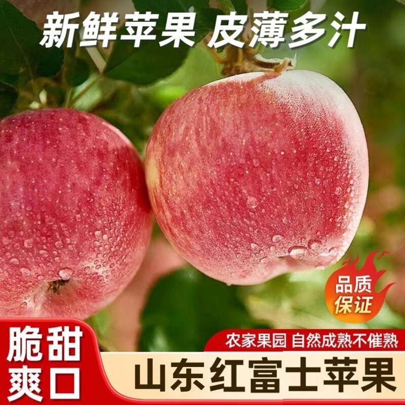 山东沂源苹果红富士高山老树种植无打蜡自然熟脆甜多汁孕妇可食