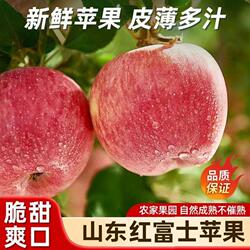 山东沂源苹果红富士高山老树种植无打蜡自然熟脆甜多汁孕妇可食