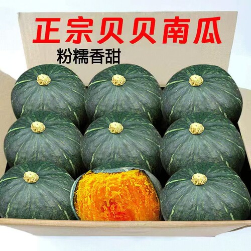 贝贝南瓜正宗板栗味当季小南瓜婴儿农家新鲜粉糯老瓜包邮早餐辅食