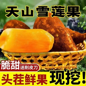 精选新鲜云南天山雪莲果水果当季现挖脆甜时令新果精品黄心9斤装