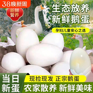 农家正宗散养新鲜土鹅蛋现捡现发12枚农村特大纯天然鹅蛋鲜蛋大个