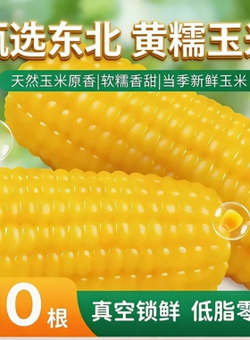 正宗东北新鲜黄糯玉米软糯香甜拉丝独立包装代餐早餐非即食糯玉米